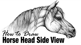 Horse Portrait Side View